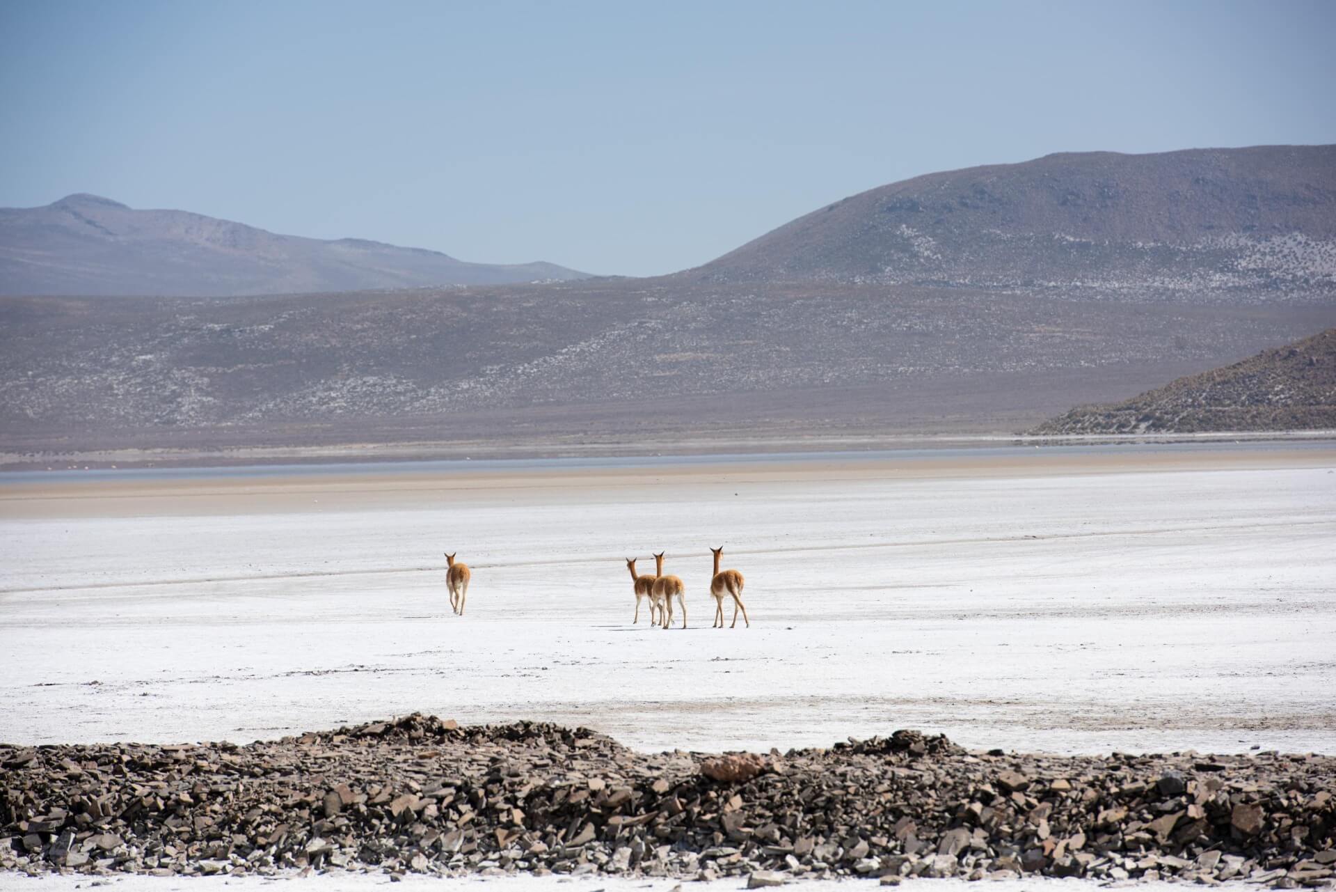 Vicuña